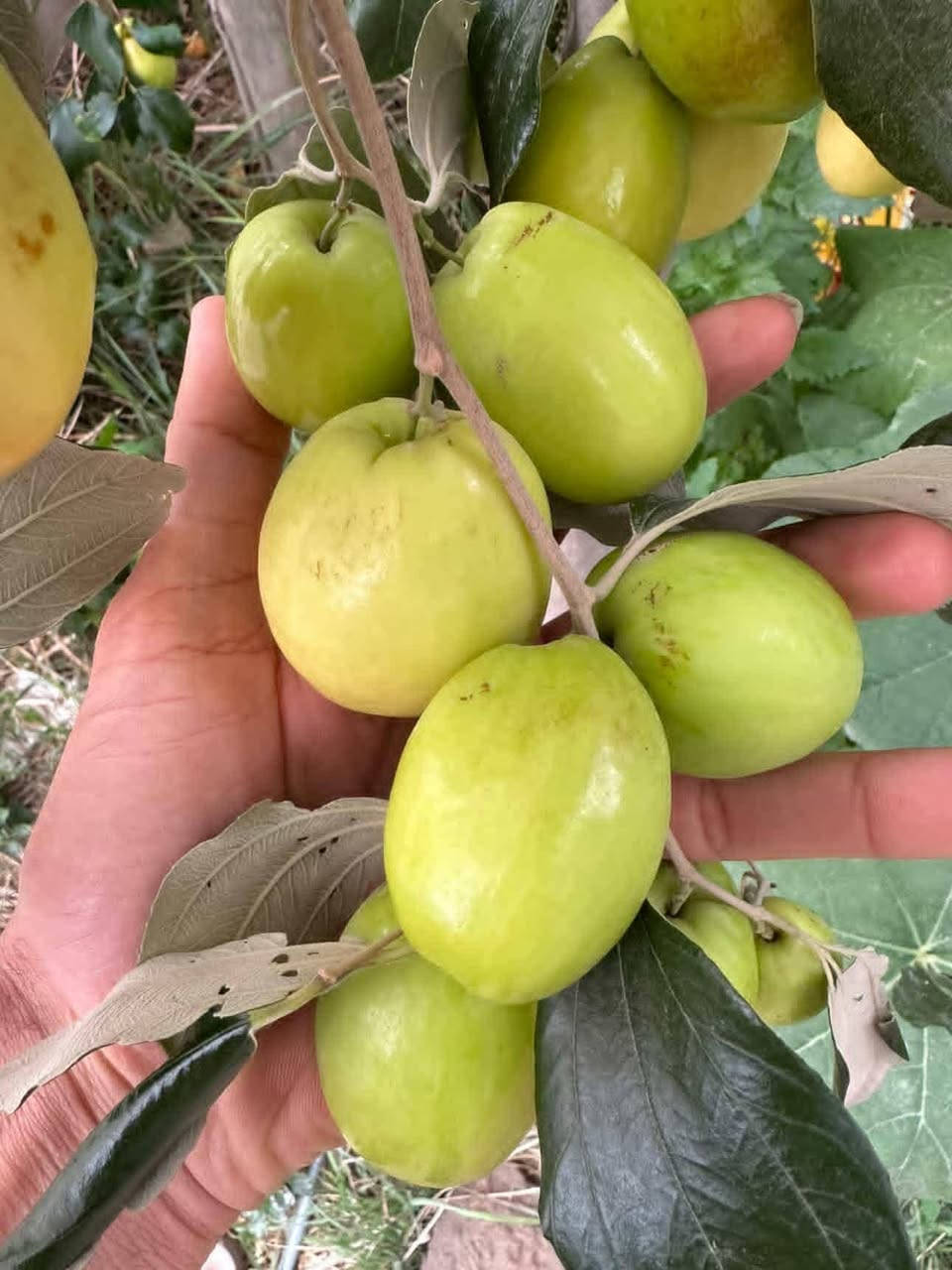 لبيع جميع انواع الأشجار والنبك وبأسعار مناسبه
العنوان.. طريق حله.. نجف الرارنجيه قرب مرقد النبي أيوب ع
للاتصال ***********

