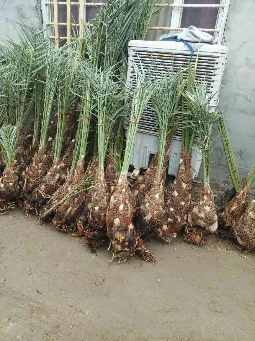 سلام عليكم يوجد لدينا قرنفلي مشمشي عجوة خيارة برحي مجهول مكتوم جبجاب بريم بلكة اشرسي  شويثي ***********
