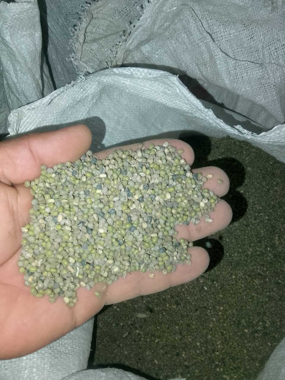 بذور ماش • نظيفة • الزبيدية
