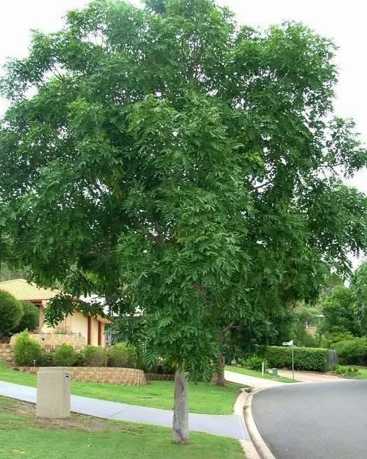 السلام عليكم متابعينا🤍.
توفرت شتلات شجرة الماهوجني الافريقي🌳🌳
 _ارتفاع اكثر من متر تقريبا 💜
_السعر ١٠ الف 🍄

️الاسم الشائع :- الماهوجنى الافريقي
️حجم الشجرة :- يصل حجم الشجره الى 30-40 متر فى العمر النهائي وعرض الجزع يصل من متر الى متر ونصف وهي شبه نفضيه .
مقاومة التعفن :- الشجره معتدله ومقاومة للتعفن والحشرات ومقاومة للحشرة الثاقبة
️التحمل :- تتحمل العديد من الظروف المناخية القاسيه وظروف التربة وتتحمل درجة ملوحة عالية تتراوح مابين 3000 الى 4000 ppm
️طبيعة نمو الشجرة :- قائمة ذات مجموع خضرى كبير وقوى وساق خشبية قوية
والشجرة مستديمة الخضرة طوال العام
️الاستدامة :- تعتبر اشجار الماهوجنى من الاشجار المهدده بالانقراض والمسجلة فى قائمة الاشجار المهدده بالانقراض IUCNوذلك بسبب زحف الكثافه السكانية والقطع الجائر للاشجار لما لها من منافع كثيرة واستخدامات عديده 

معدلات النمو والخصائص
تنمو شجرة الماهوجني بمعدل سريع يتراوح بين 1 إلى 2 متر سنوياً في الظروف الجيدة، وتُعد من أسرع الأشجار الخشبية نمواً. 
سنوات النمو الأولى: قد يصل معدل النمو إلى 2.5 متر في السنة خلال أول 3 إلى 5 سنوات إذا توفرت التربة الخصبة والري المنتظم.
الحجم الكامل: تصل الشجرة إلى ارتفاعات تتراوح بين 15 إلى 25 متراً (وأحياناً حتى 30 متراً حسب النوع)

📍متوفر توصيل لجميع محافظات العراق🚗🚗
📍للحجز والاستفسار مراسله الصفحه او مراسلتنا على واتساب من خلال الرقم ***********

نص مكتوب في الصور:
- Flowers of India
