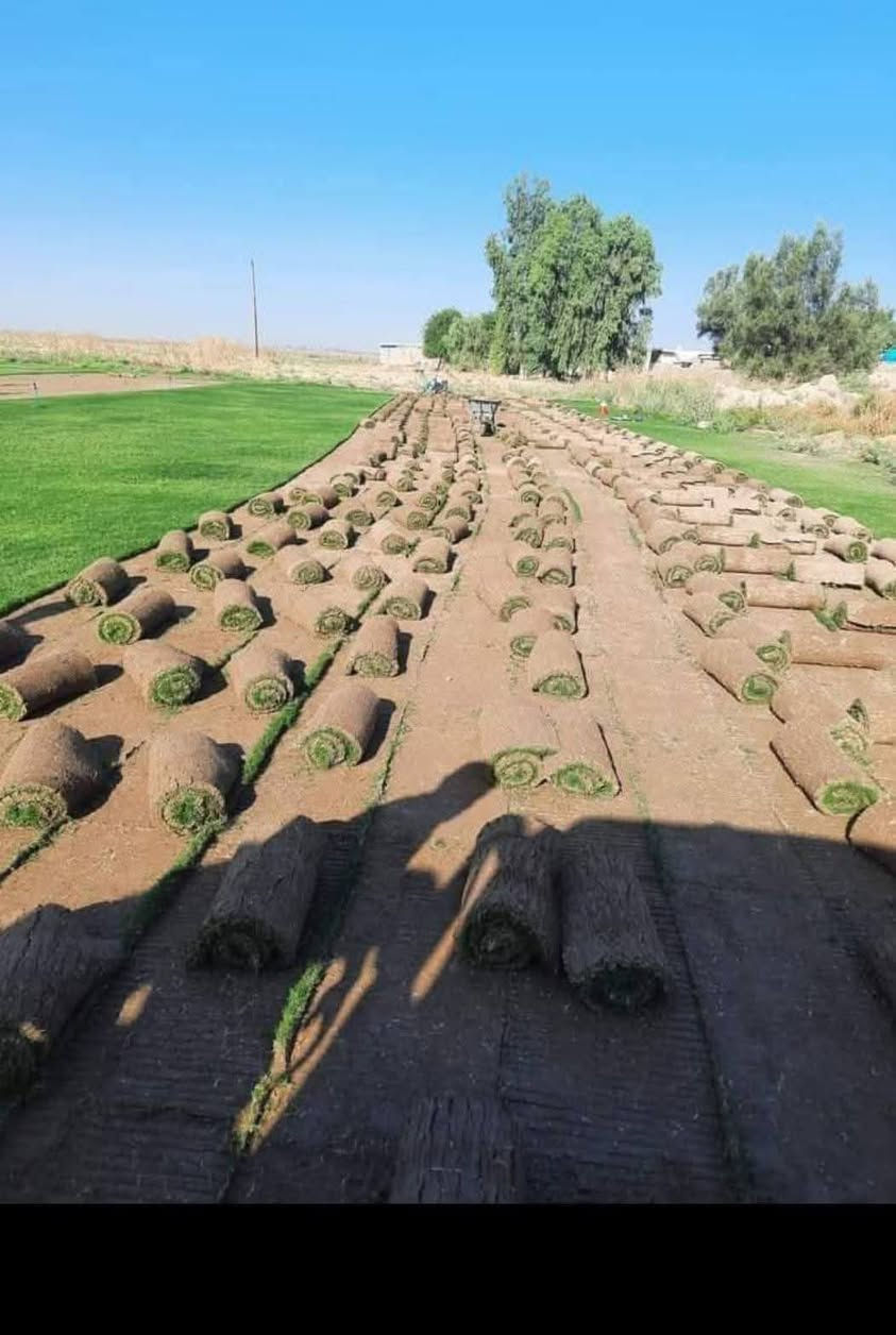 🌳 ثيل طبيعي من أجود الأنواع.. خضرة تدوم وأناقة تبهج! 🌳
مناسب للاستخدام في:
🏡 المنازل | 🌿 الحدائق | ⚽ الملاعب | 🏢 الدوائر | 🏗️ المشاريع الاستثمارية

🟢 أنواع متوفرة لدينا:،❤️🪵
 – هندي – إسباني – 🪵
💚 نوعيات ممتازة بأسعار مناسبة جداً🪵
📦 وقابل للتفاوض للكميات الكبيرة!🪵

📞 للحجز أو الاستفسار تواصل معنا الآن
*********** حلة, بابل
