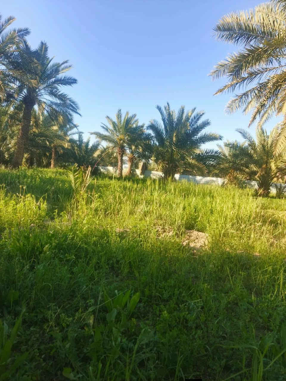 عبر الجسر السديناويه • ٣٨٠٠م٢ • نخل ٦٠