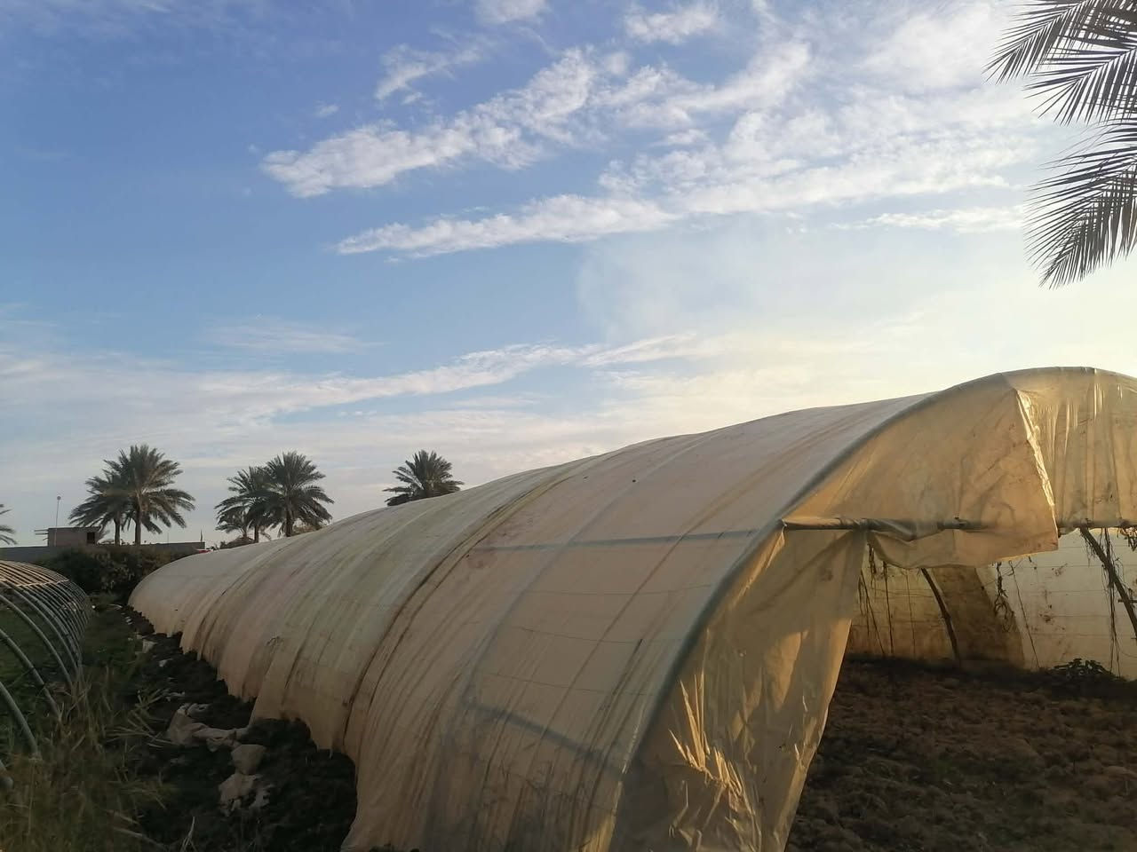 السلام عليكم بيوت بلاستيكيه
للبيع 
العدد ٥
النوعيه لبناني الأصلي باب اول
 الاتصال على
الرقم ***********
(مامتواجد على فيس)
