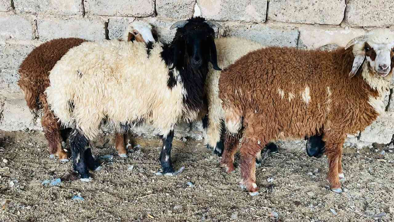 طليان ٢+ • فطايم ٢ • العلم سمره
