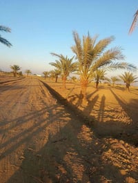 بابو غريب سميلات • ١ دونم • طابو زراعي سند ٢٥