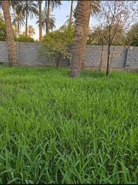 جامعة وارث الانبياء • ١٥٠م • سند ٢٥