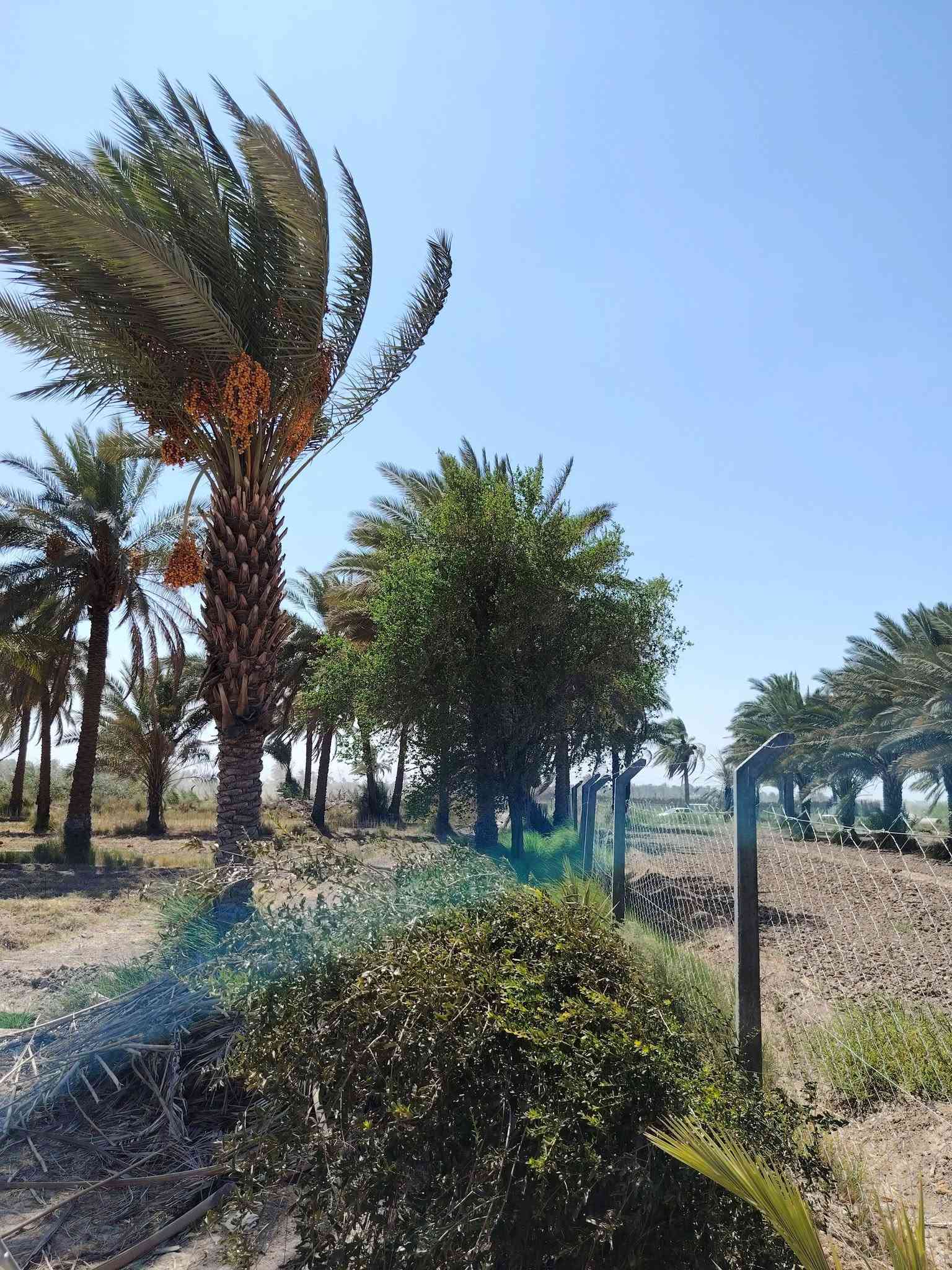 بستان عنوان طريق حله نجف خلف جامعه بابل مساحه 3دوانم وربع مساحه 8750متر طابو زراعي سند 25 بسمي تحويل سند بأسم المشتري ويبعد البستان عن طريق حله نجف 2ونص كيلو نهر سقي خلف البستان وماي اساله متوفر 24ساعه وبير ارتوازي سعر الكلي 190مليون
*********** وتساب 
*********** اتصال    مرخصة الادمن

نص مكتوب في الصور:
- نبتة