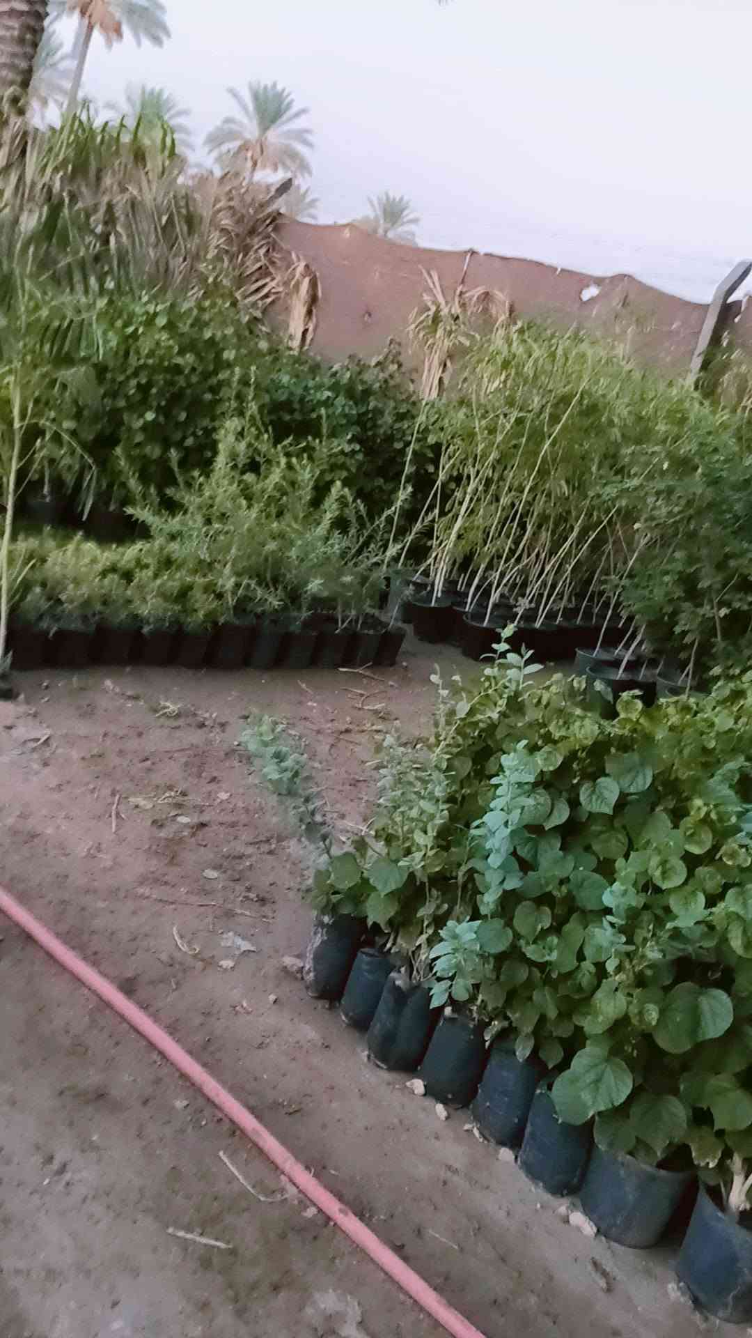 مساء الورد عليكم تحياتي للجميع 🌺

اليوم وصلت وجبه جديده جميع انواع الاشجار🌺

 اهلاً وسهلا  بيكم مشتل يم الامام بكر عليه السلام بابل

مشتل نور المرتضى👉👉

 رقم الهاتف بيه واتساب راسلوني وتداللون موجود توصيل 

 

***********
