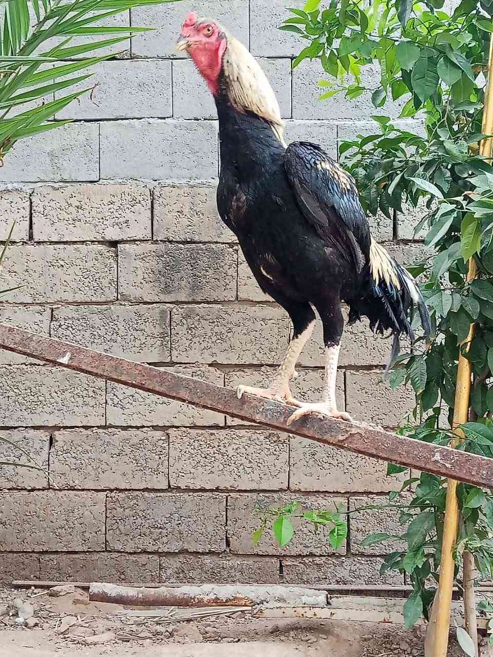 متاح ديك هراتي فول الفول شرط النضافه والصحه المكان ديالى المقدادية الهارونيه العباره السعر المطلوب 50 وبي مجال قليل او يرجى الاتصال بصاحبه على الرقم ***********
