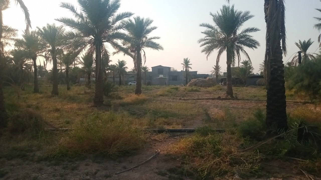 اليوسفية • ٤ دونم • سند ٢٥