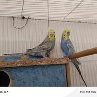 زوج ريمبو • أمهات مزاوجات • للإنتاج