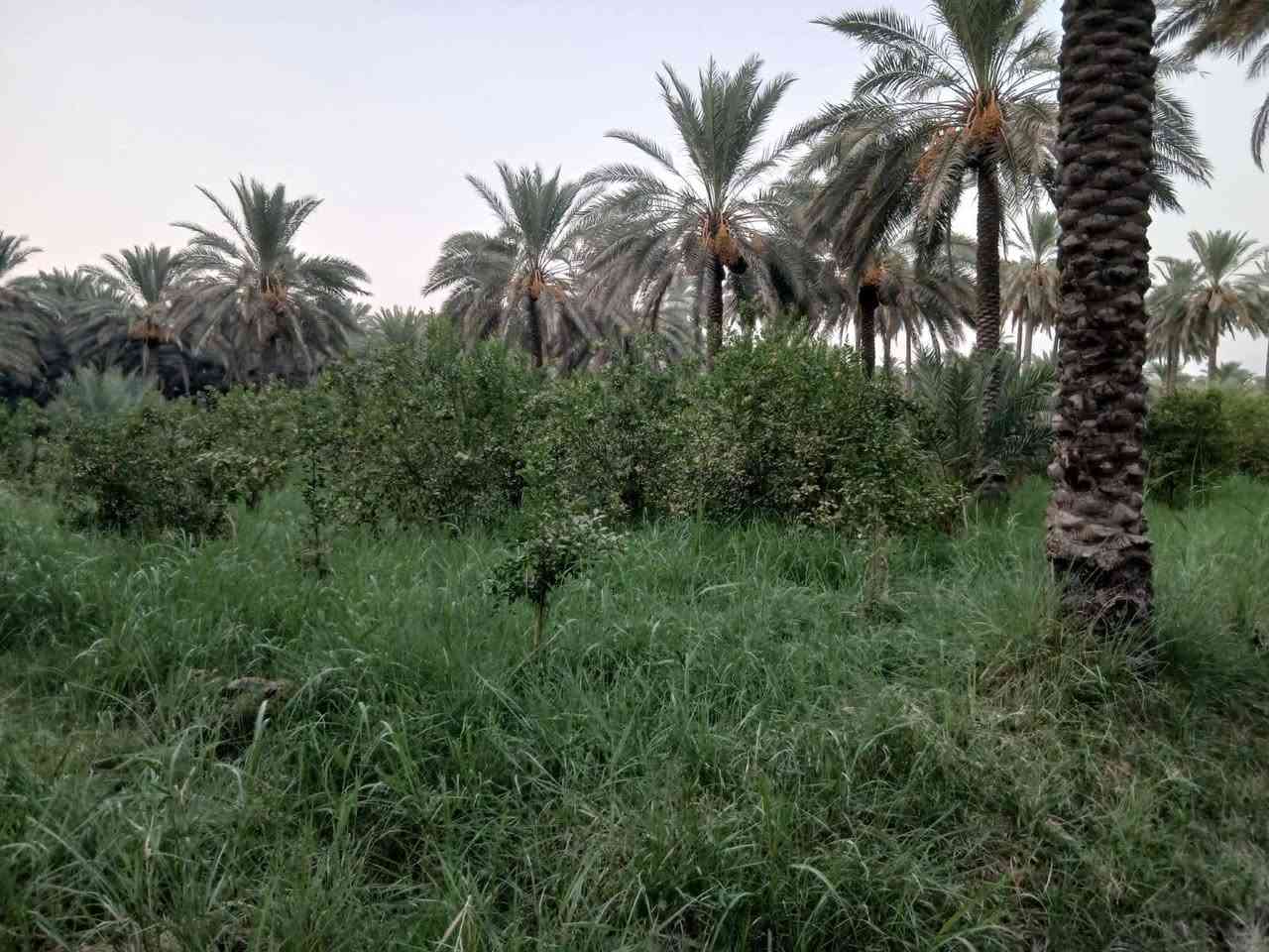 بستان #للب_ي_ع
المساحة 39 دونم 
جميع شروط السكن متوفرة كهرباء وماء اسالة وماء سقي (حصة مائية)
وتحتوي ع 3 بيوت بالاضافة الى شاطية 
العنوان واسط الصويرة - جبيل 

للاتصال والاستفسار ع الارقام ***********

***********
