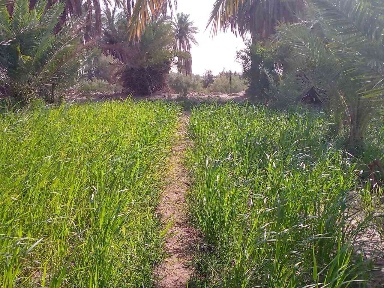 السلام عليكم بستان مساحه دونمين على نهر الوفاه من تعبر جسر اصبحه منطقى زيناويه السعر55وبي مجال الشراي جميع الخدمات متوفره ماء مجاري كهرباء الاتصال على الرقم ***********
