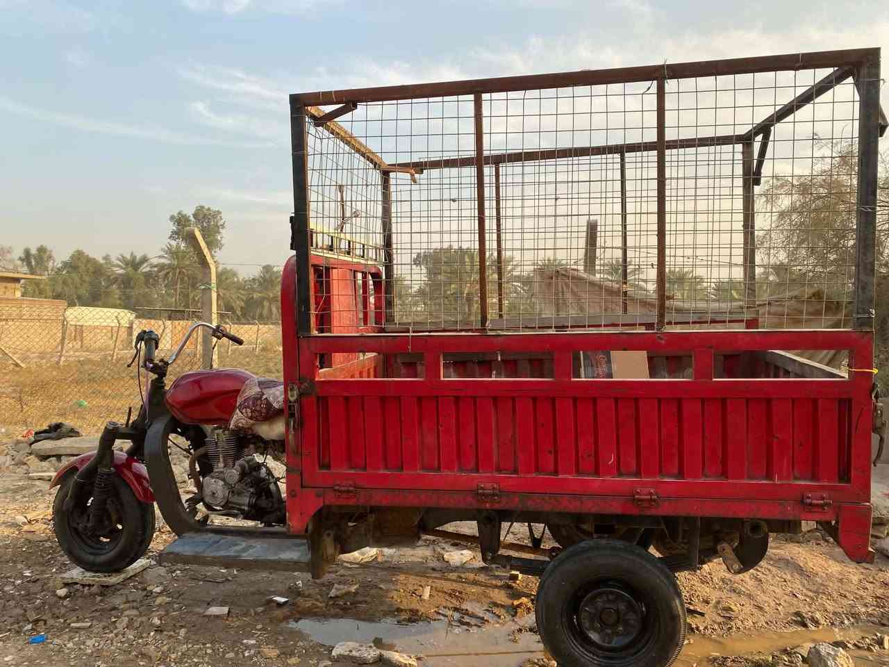 ستوته فحل • بدون اوراق • الشعله