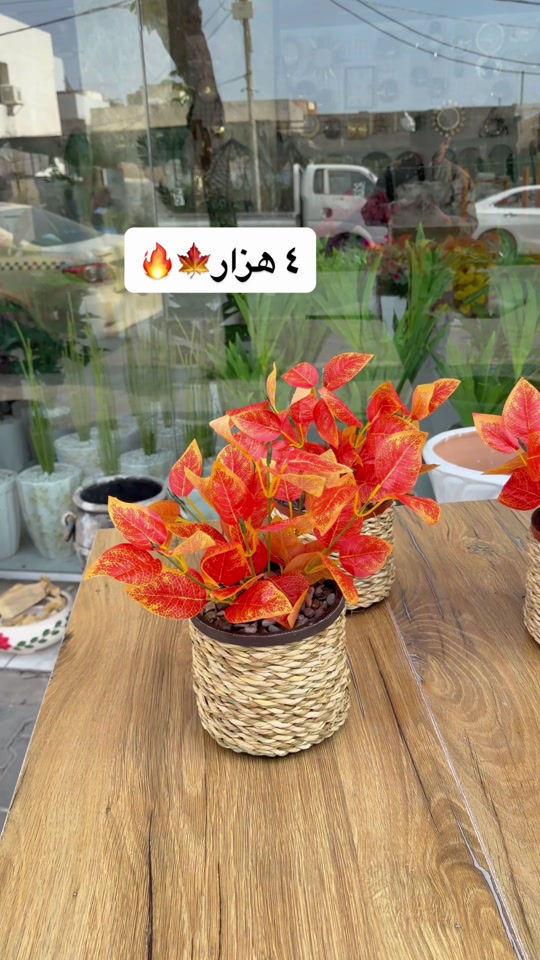 ديكور • حديقة