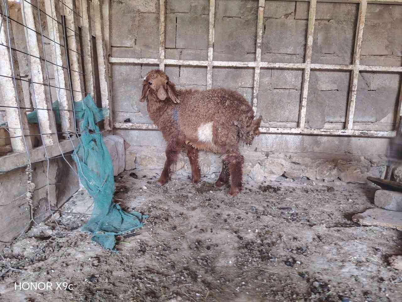 متاح زوج خروف وفطيمه مالات ربط معالفات شرط نصاح وعلاكل عيب مابيهن لاجرب ولاكرد ناصحات نصاح فوول سعر زوج 465 وبيهن مجال للشراي *********** واتساب
