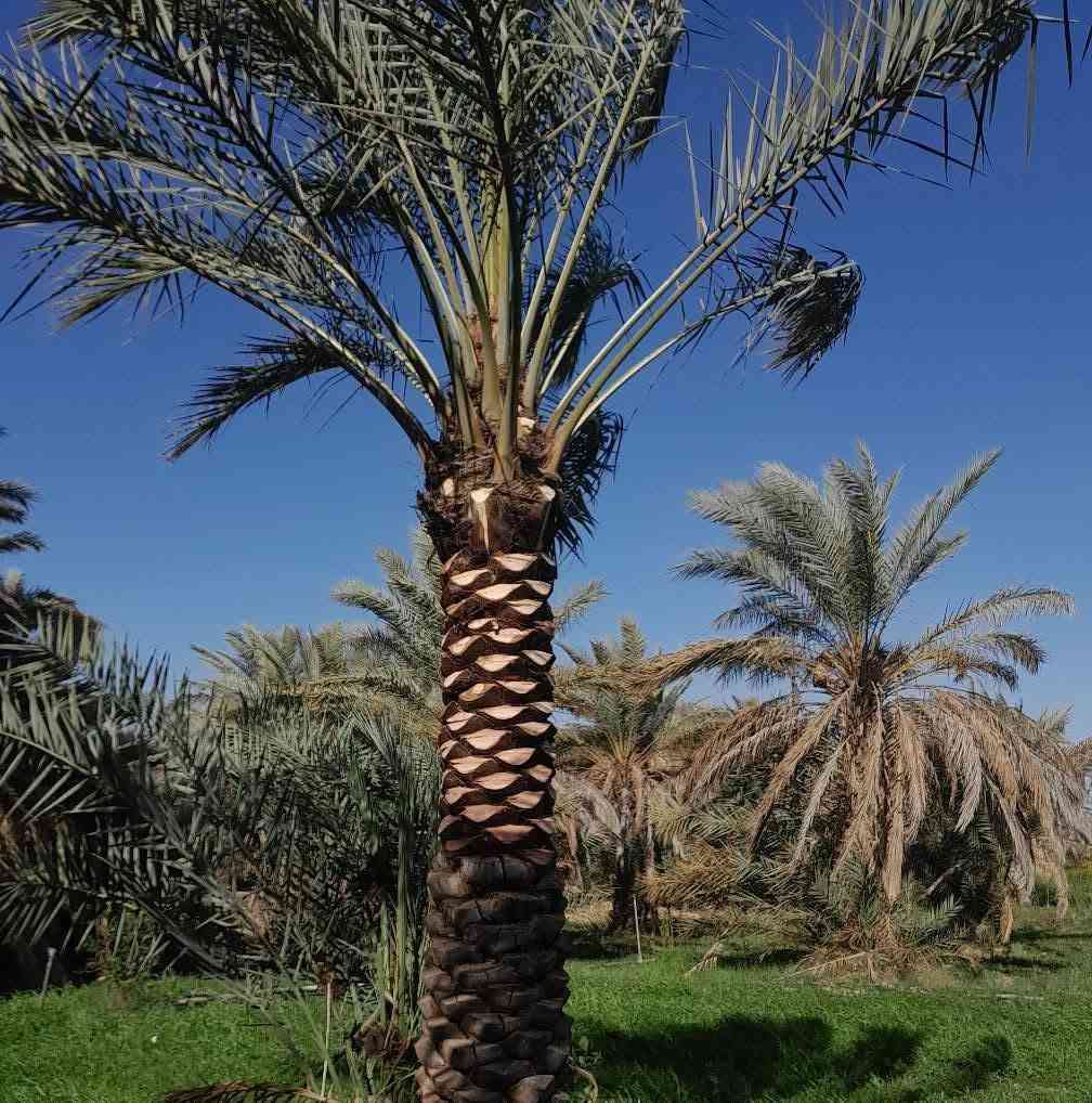 سلام عليكم اشتغل تكريب وتنضيف النخل وكصاص التمر وهذت شغلي وهذا رقمي ***********
