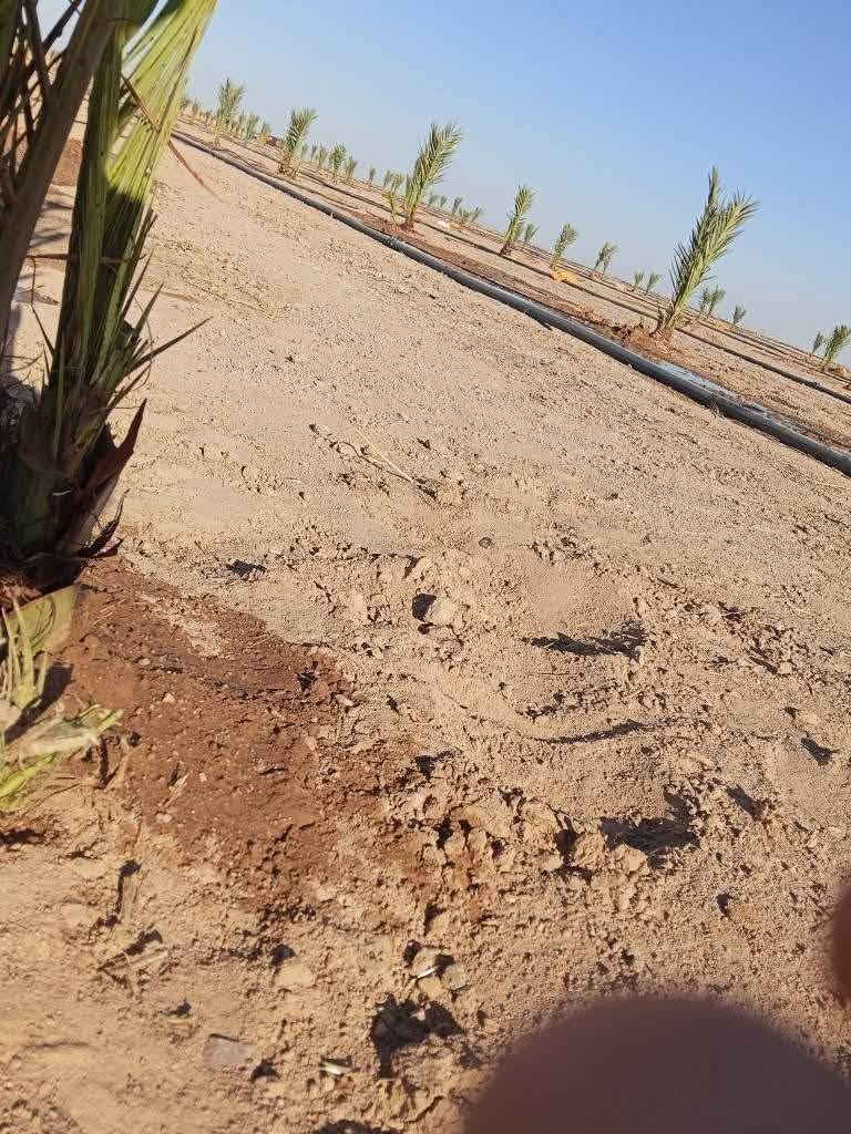السلام عليكم  كادر متخصص لتجهيز المزارع والمنتجعات والمسابح  تجهيز الحدائق والبساتين تشجير الحدائق تشجير البساتين لدينا جميع انواع النخيل برحي مكتوم جبجاب بريم بلكه بربن جميع انواع النخيل و ترتيب الاراضي المتروكه وتسميدها بالسماد الحيواني وعمل منظومات تقطير نعمل في جميع محافظات العراق *********** /***********
