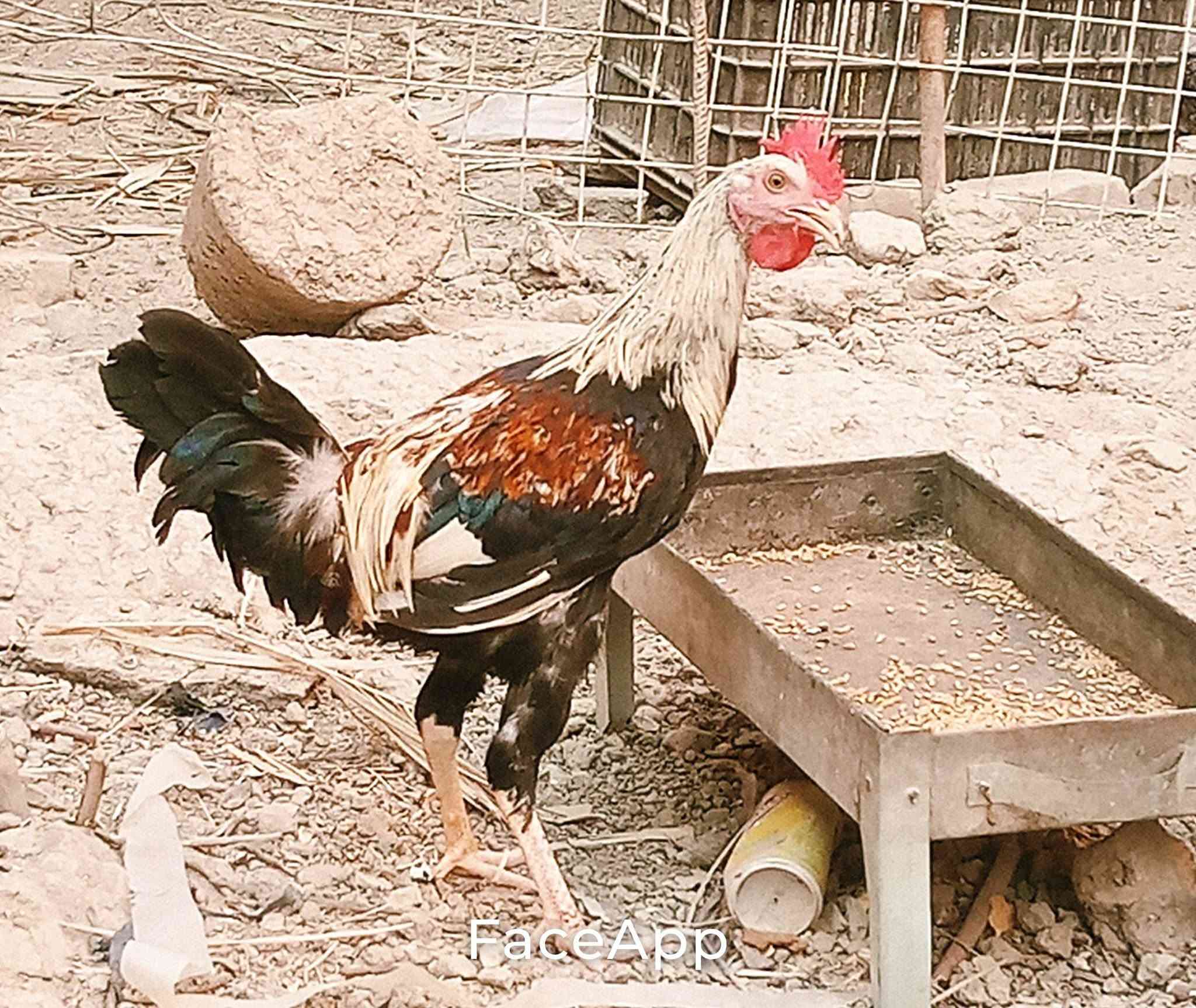 انفينكس هوت 11S • أصلي • سبع البور الضباط