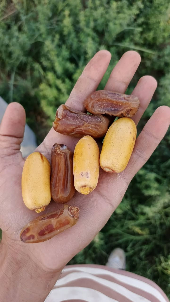 فسائل نخيل • اشويث أصفر • ديري أحمر