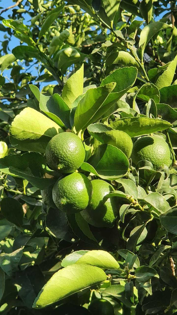 نومي حامض • طارمية البغدادي • توصيل