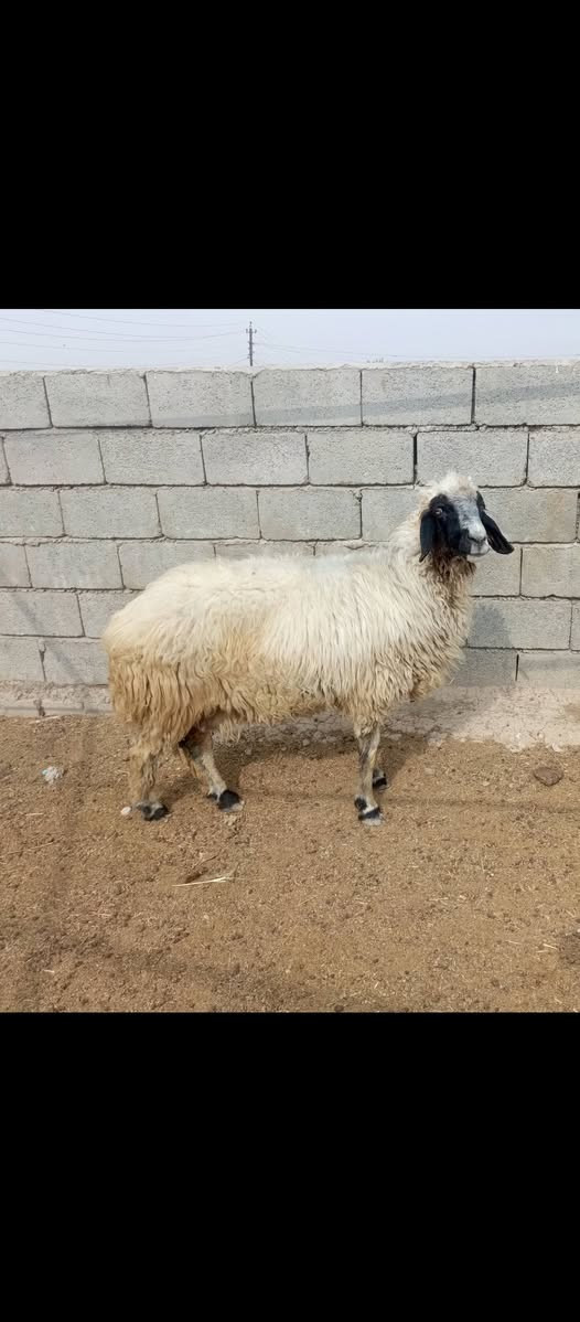 بغداد • اصايل • عدد ٢