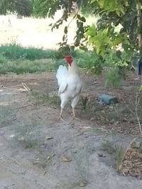 ديك • زوج قبج