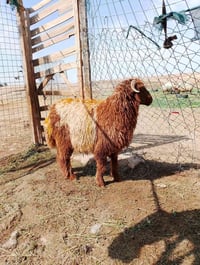 فحل • أم سورية • الانبار
