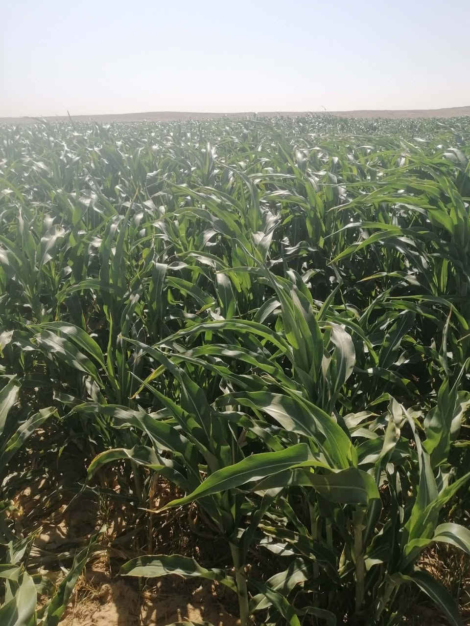 گاع ذره • ٤٨ دونم • طاقه شمسية