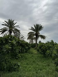 بابل الكفل • ٢٨دونم • ٩دونم تين