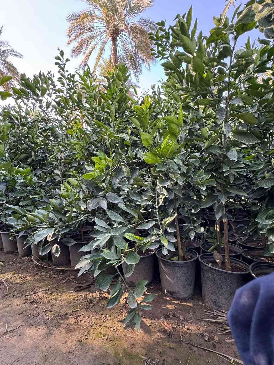 للحجز • استفسار • اتصال