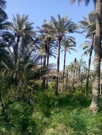 مصخن • ٥ دونم • واجهة شاطئ