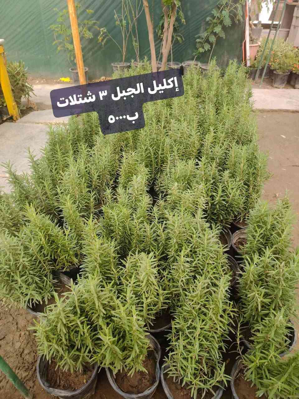 شتلات • الكوت الفلاحية • رمان زينه