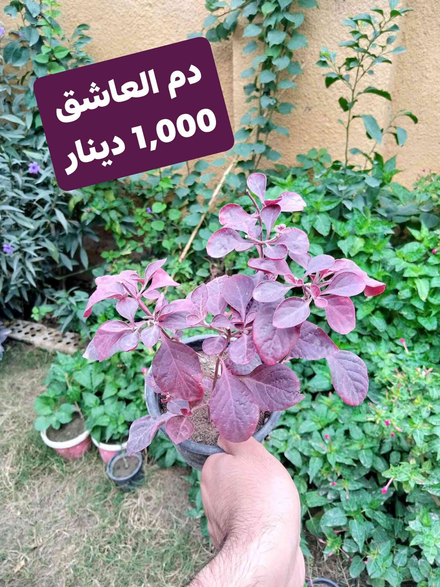 زرعات • مشتل زهور الجنة • توصيل الحسن العسكري