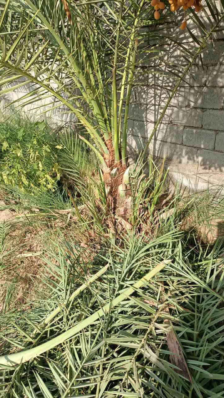 امايات نخل مكتوم العدد ٢ شلع الوحده هيه والفسيل الي وياها سعر الواحده ١٢٥وبيها مجال مكاني شيخ حمد
امايات نخل مكتوم العدد ٢ شلع الوحده هيه والفسيل الي وياها سعر الواحده ١٢٥وبيها مجال مكاني شيخ حمد 
الاستفسار *********** بي واتساب مفتوح
