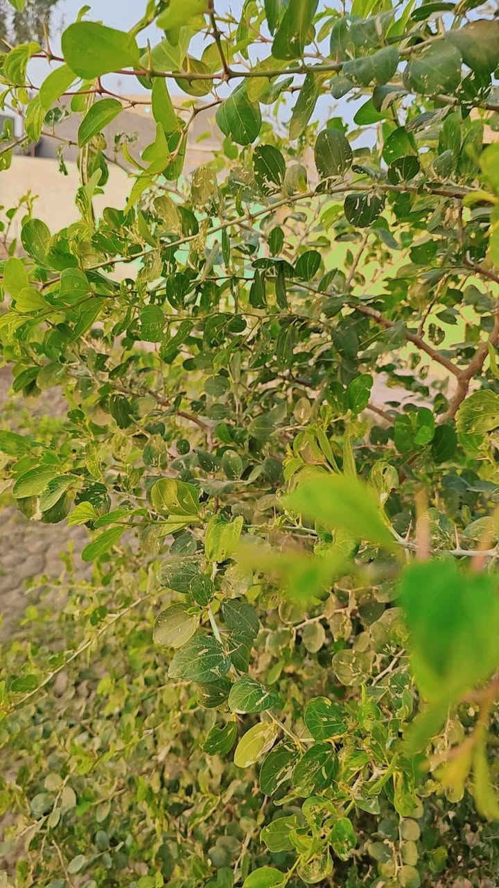 السلام عليكم ورحمة الله وبركاته
معروض لدينا مزرعه للبيع  الخميسات حي الزهور نزلة  بيت سيد محمد الغرابي. او مجمع السجاد. 

مزرعه ركن للبيع المساحه ثلاث دونم ونص مسيجه بناء بلوك ومع شريط بلاجكتور حول سيج المزرعه كماء يوجد دار 🏠 جاهز للسكن من الماء والكهرباء والمجاري منطقه سكنيه أمنه.  يوجد مدرستين قرب المزرعه.  يوجد اكثر ٤٥ نخله وفسيل.  بأنواع متعدد  منها المكتوم والبلكه. والكنطار والبريم.   وخظراوي.   وووو.     

يجود مولد امبيريه للمزرعه. 

المزرعه  تبعد عن الشارع الرئيسي ٣٥٠ متر. 

للاستفسار الاتصال ع الرقم. ***********

او مراجعة مكتب المدار الذهبي للعقار. حي الشهداء شارع جامعة العين
