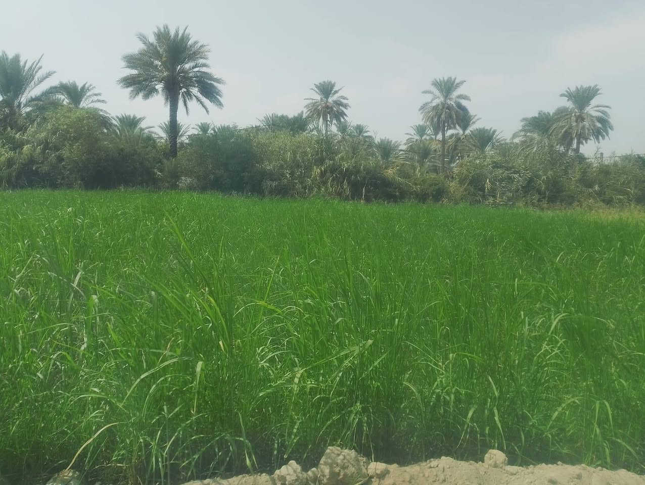 دونم سند ٢٥ جويميسه الغربيه  سعر ٦٥ مليون ***********
