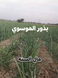 بذور بصل • عريب ابو جرخ • درجة أولى