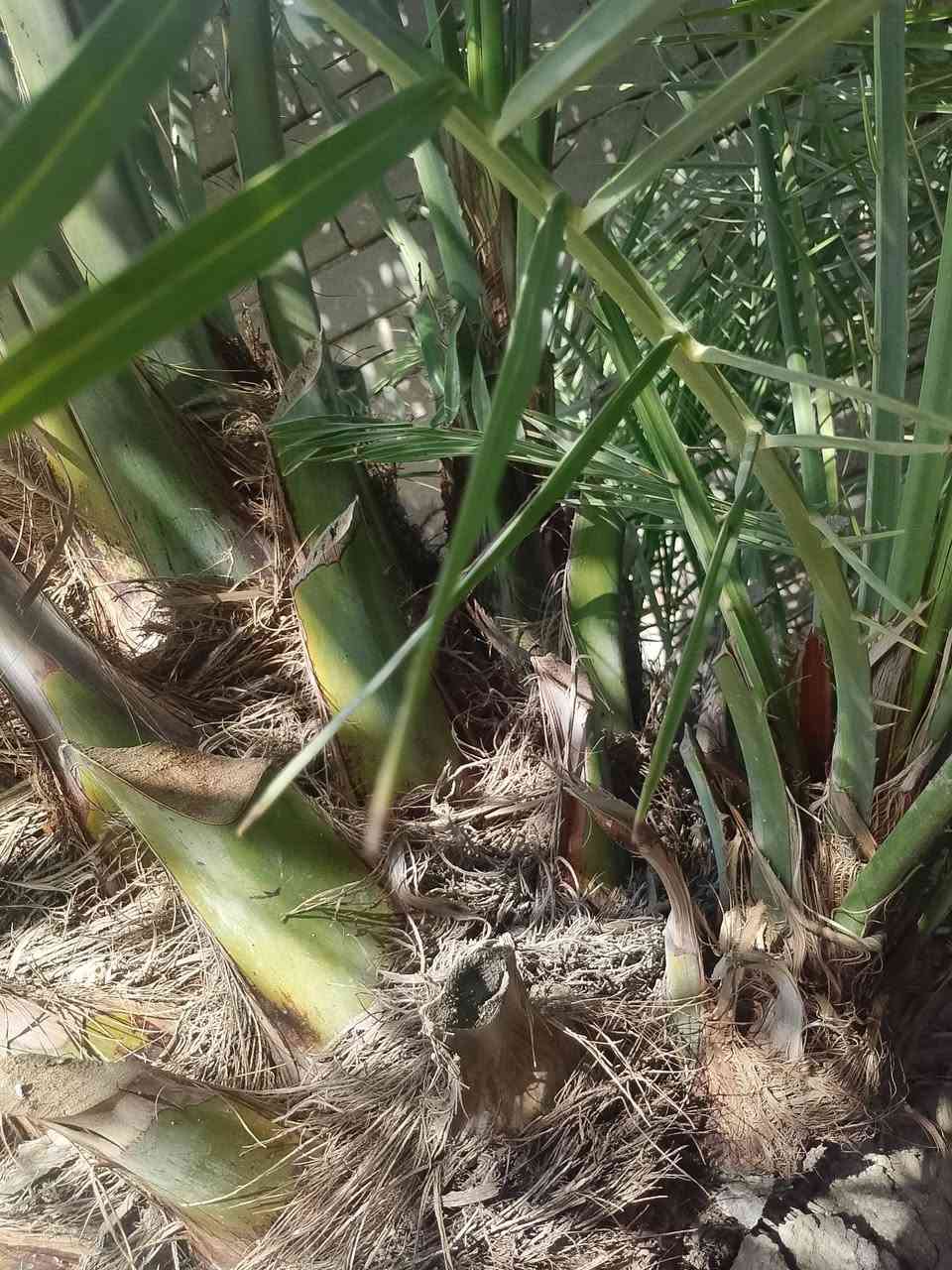 فسائل شويثي احمر للبيع شرط تاكل من الثمر وتقلع
***********
