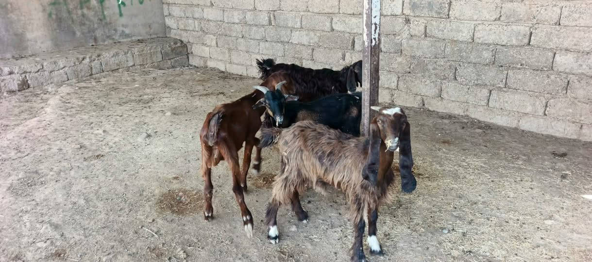 ٦ مربوطة • حلوات • الشرقاط