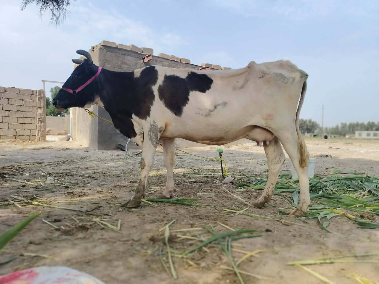 دابه • رابع بطن • تحلب خير