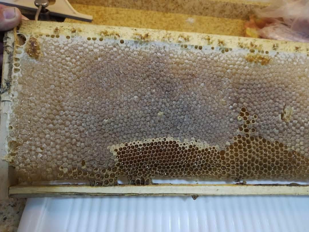 🌿🍯 عروض المنتجات الطبيعية المميزة 🍯🌿

نختار لكم أجود المنتجات بعناية...
جودة تثقون بها وأسعار تناسب الجميع ✨

🍯 عسل طبيعي خالص 100%
من المنحل مباشرة إلى الزبون
💰 السعر: 25,000 دينار

🍯 عسل مسمّن الأطفال
💰 السعر: 6,000 دينار

🍯 عسل العروسة (مسمّن عام - وجه)
💰 السعر: 6,000 دينار

🌿 متحف العماد المضمون (طب 10)
💰 السعر: 10,000 دينار

🫒 زيت الزيتون البكر الأصلي
💰 السعر: 14,000 دينار

🥄 دهن حر خالص
💰 السعر: 12,000 دينار

🍚 كيس تمن عنبر 5 كيلو
💰 السعر: 18,000 دينار

🥣 راشي الطاحونة الأصلي
💰 السعر: 6,000 دينار

✅ منتجات مختارة بعناية
✅ جودة مضمونة
✅ أسعار منافسة
✅ متوفر الآن

🚚 توصيل سريع إلى جميع محافظات العراق

📞 للطلب والاستفسار:
***********
***********

🌟 صحتكم وجودة غذائكم أولويتنا 🌟

#عسل_طبيعي #زيت_الزيتون #دهن_حر #راشي_الطاحونة #تمن_عنبر #منتجات_طبيعية #جودة_مضمونة #العراق

@الجميع
@المتابعين
