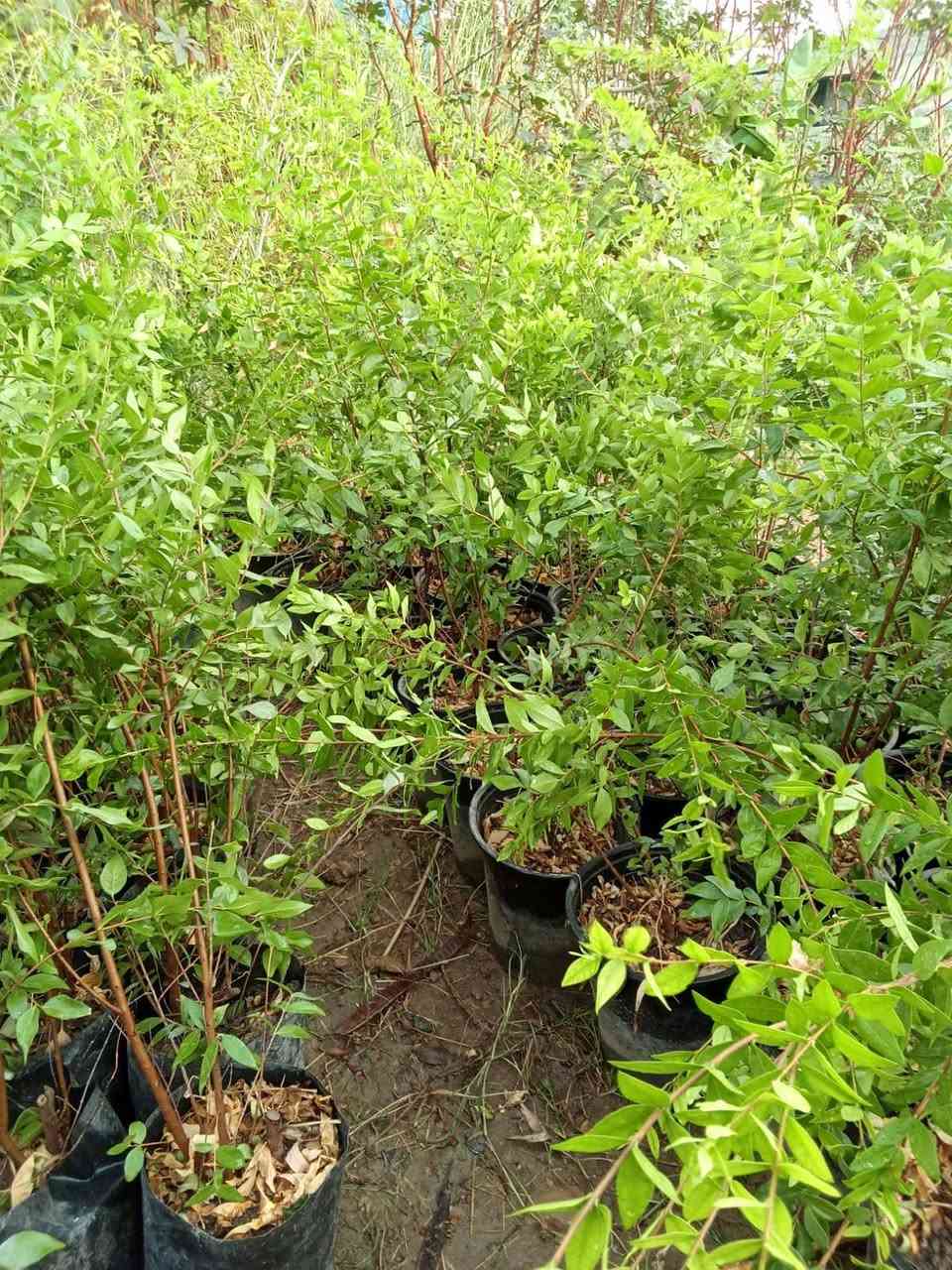 يااس عطري  الياس العراقي 

نبات يصلح  لهندسة الحدائق

سعر / 3 الف 
مشتل المصطفى  
عنوان /تقاطلع سبعه نيسان 

دائم الخظرة مقاوم لدرجات الحرارة 
 مرغوب لدى الكثيرين ويتميز برائحته الطيبة  والمنظر الجميل 
 
رقم الهاتف /   ***********
