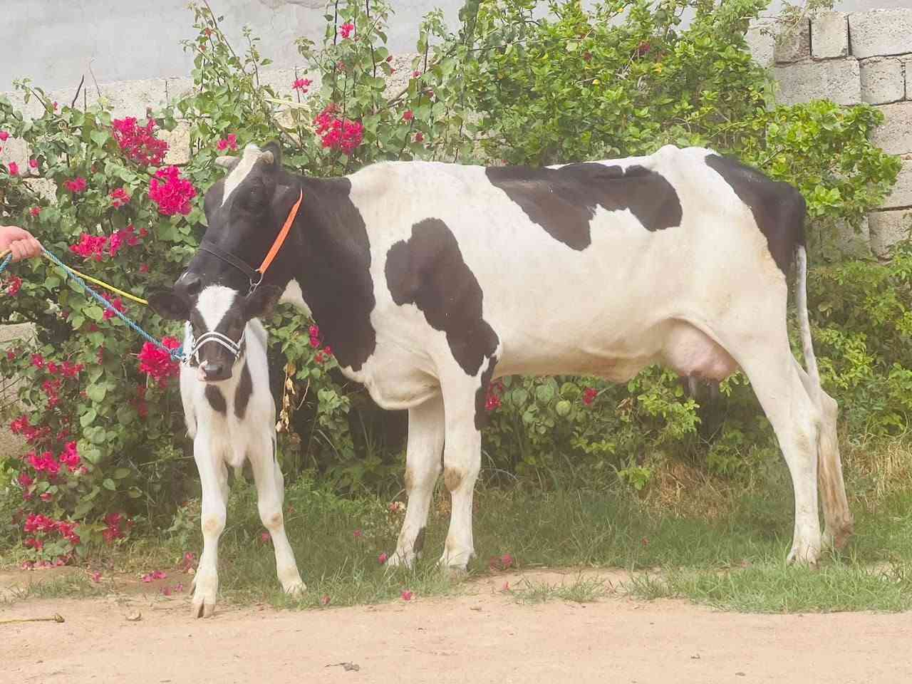 مواشي • حليب • ناحية الزاب
