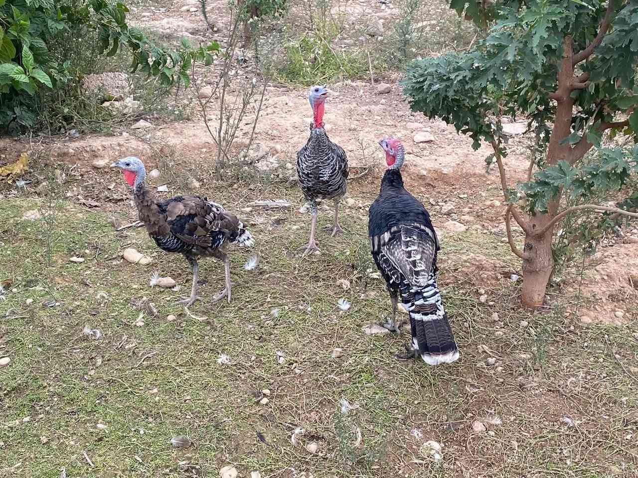 نثايات • فحل • خانقين