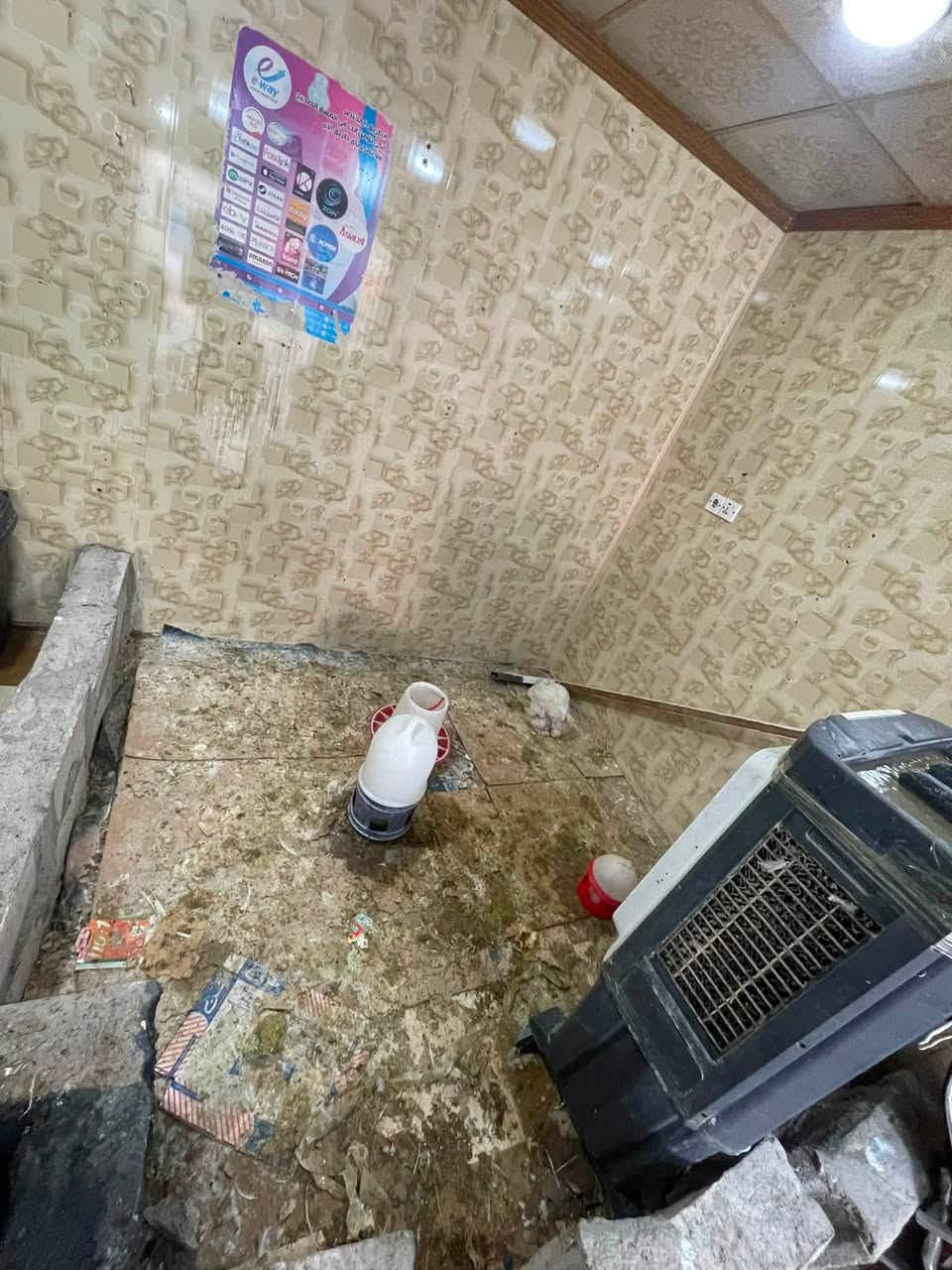 محل دجاج حي للبيع
بسبب الضروف 
شغله خير من الله تجي تكعد وتشوف شغله 
محل متكامل فقط تجيب دجاج وتجي تبيع 
***********
