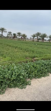 دونم للبيع  سند ٢٥ _ ابو غريب- حميد شعبان   خدماته : ماء كهرباء تبليط ...