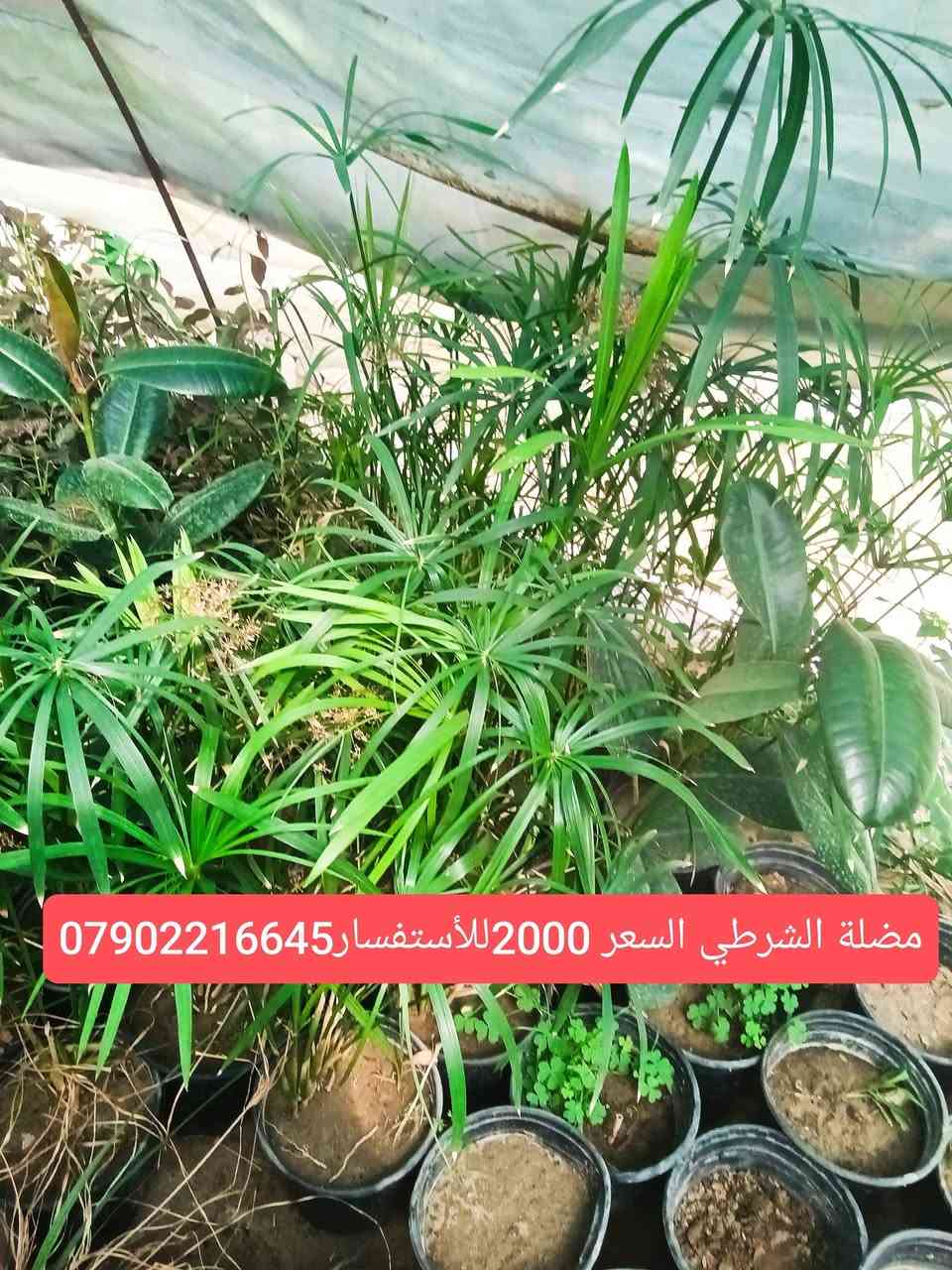 لا توجد تفاصيل

نص مكتوب في الصور:
- جلد النمر السعر 2500 للإستفسار***********
- جربره السعر 1500 للأستفسار ***********
- مضلة الشرطي السعر 2000 للأستفسار ***********
- اكليرو سعر 4000 للأستفسار***********
- اذن الفيل السعر3000 للأستفسار***********
- عنكبوت مشطب السعر 2500 للأستفسار***********
- كرن الغزال 2000 للاستفسار ***********
- سايكس عراقي 10000 ويوجد احجام اخرى للأستفسار***********
- صبرير عامودي للبيع احجام مختلفه رقم الهاتف ***********