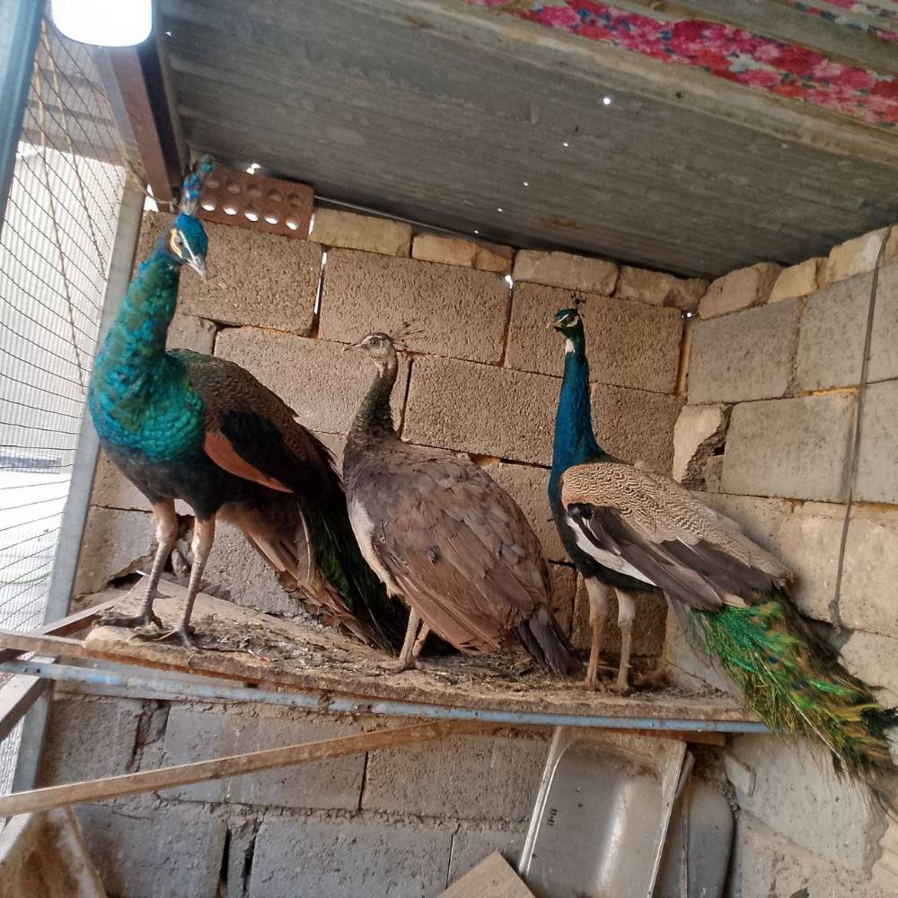 طواويس • نثية بياضة • أفحل هندي