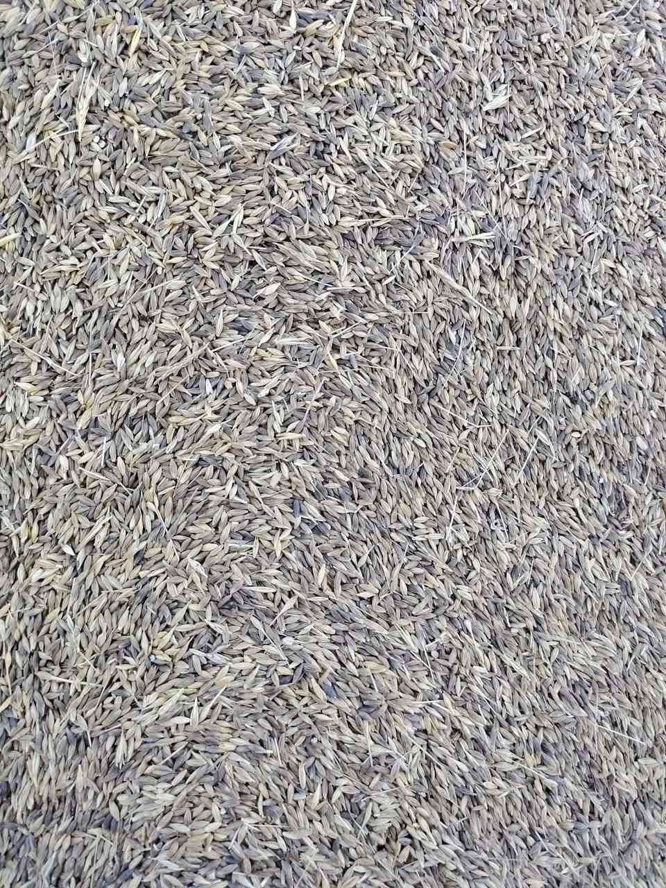 شعير • نضيف حيل • مال طشاش